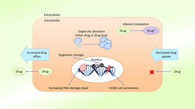 Frontiers | Multidrug Resistance in Cancer: Understanding 